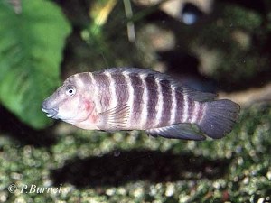 Eretmodus cyanostictus sp. north Burundi