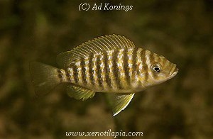 Interchromis loocki Toby's Place