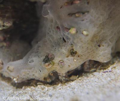 Clathrina coriacea