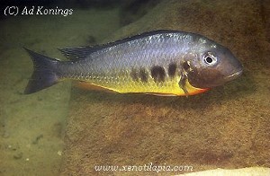 Limnotilapia dardennii Toby's Place