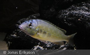 Limnotilapia dardennii mpimbwe