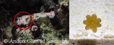Asterina sp.