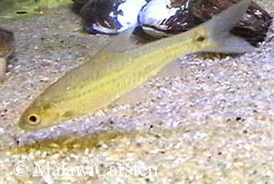 Barbus trimaculatus