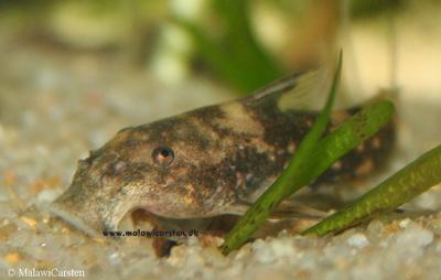 Chiloglanis neumanni