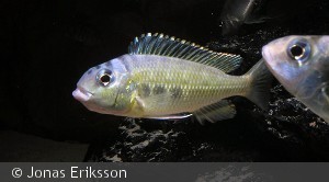 Limnotilapia dardennii mpimbwe