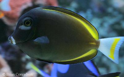 A. nigricans