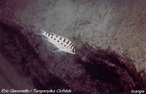 Limnotilapia dardenni