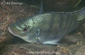 Oreochromis tanganicae Cape Nangu