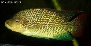 Oreochromia tanganicae