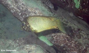 Petrochromis ephippium Isanga