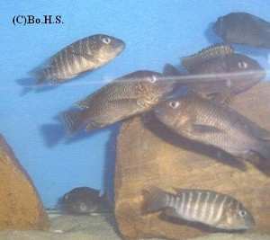 Petrochromis famula Tembwe silver