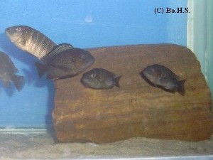 Petrochromis famula Tembwe silver
