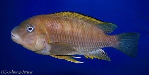 Petrochromis famula