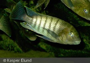 Petrochromis Famula "Kaiser"