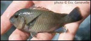 Petrochromis famula