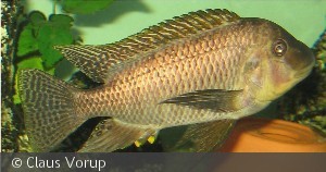 Petrochromis Famula "Golden" VF han