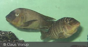 Petrochromis Famula "Golden" VF Par, rugende hun