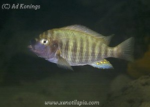 Petrochromis fasciolatus - Toby's Place