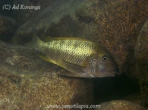 Petrochromis macrognathus - Gombe