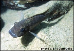 Petrochromis macrognathus, Chipwa