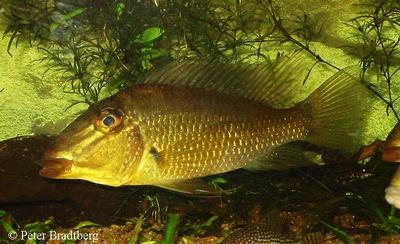 S. jurupari