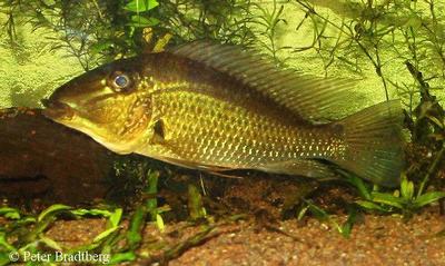 S. jurupari