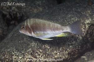 Petrochromis orthognathus - Milima