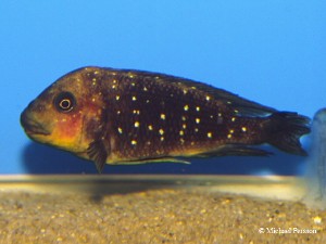 Petrochromis trewavasae