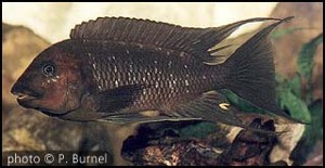 Petrochromis trewavasae
