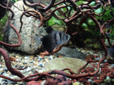 Sort tetra