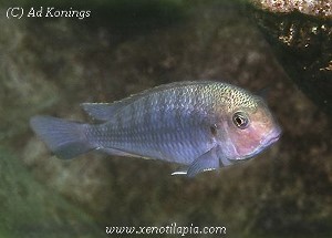 Pseudosimochromis curvifrons Isanga