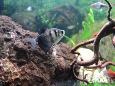 Sort tetra