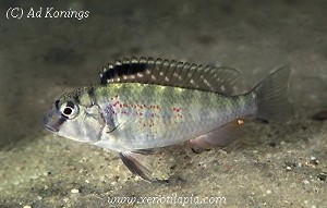 Simochromis babaulti Zambia