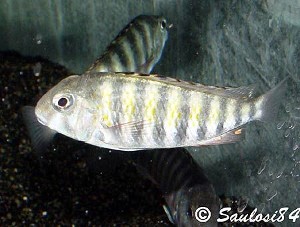 Simochromis babaulti - Kabezi