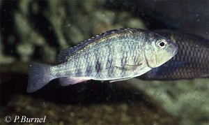 Simochromis babaulti
