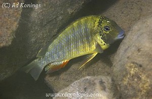 Simochromis diagramma - Toby's Place