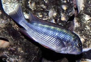 Simochromis diagramma - Zambia