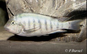 Simochromis diagramma - Burundi
