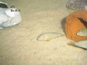 Spathodus erythrodon Kabezi