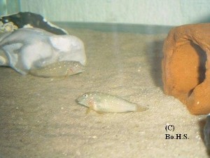 Spathodus erythrodon Kabezi