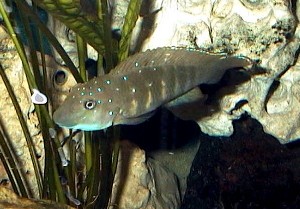 Spathodus Erythrodon Kipili