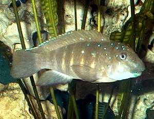 Spathodus Erythrodon Kipili