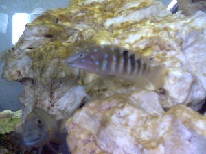 T. Irsacae