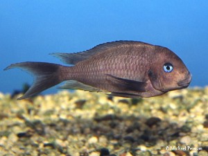 Tropheus annectens Bulu Point, Tanzania