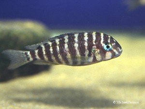 Tropheus annectens Bulu Point, Tanzania