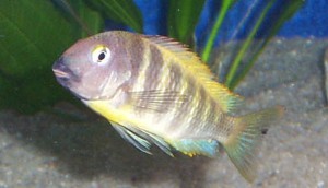 Tropheus brichardi Katonga