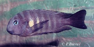 Kipili