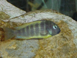 Katonga