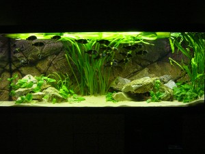 Lasses duboisi akvarie