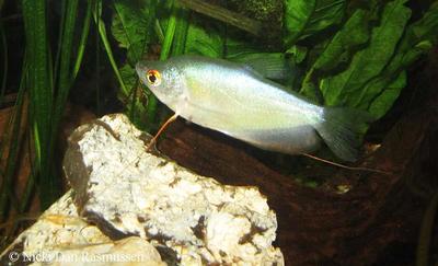 Måneskins gurami